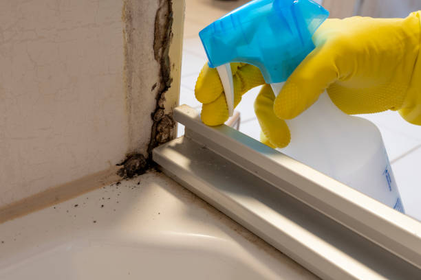 Best Mold Remediation  in Paducah, TX