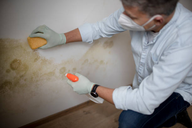 Best Mold Remediation Experts  in Paducah, TX