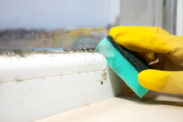 Trusted Paducah, TX Mold Removal Experts