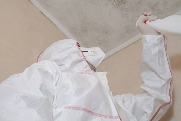 Best Black Mold Removal  in Paducah, TX