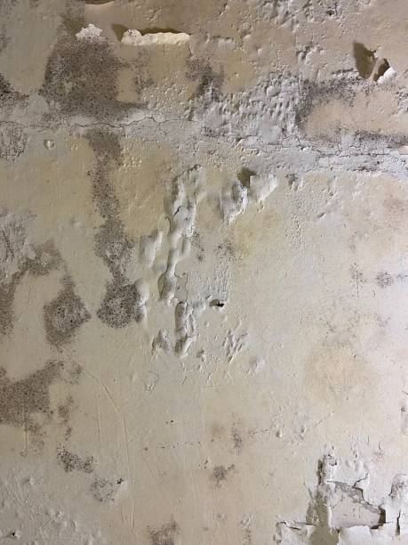 Best Mold Testing  in Paducah, TX