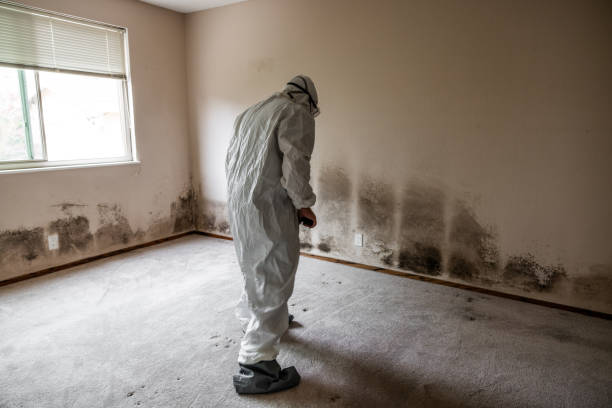 Best Mold Damage Repair  in Paducah, TX