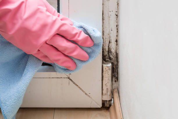 Best Mold Remediation Experts  in Paducah, TX