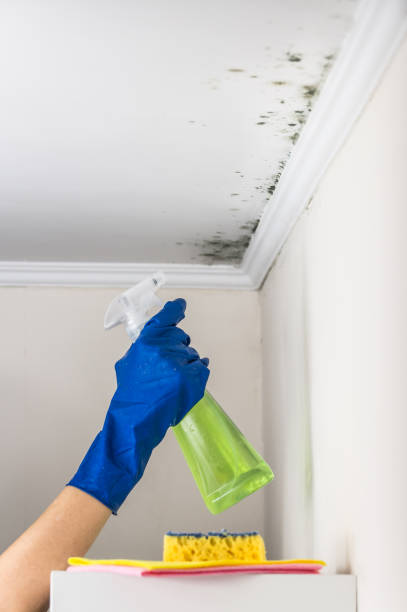 Best Mold Testing  in Paducah, TX